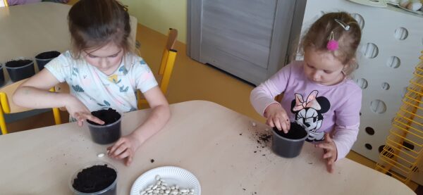 Lenka i Kamilka sadzą ziarenka fasolki