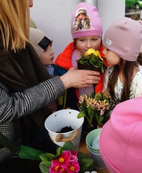 Misie rozpoznają wiosenne odmiany kwiatów.