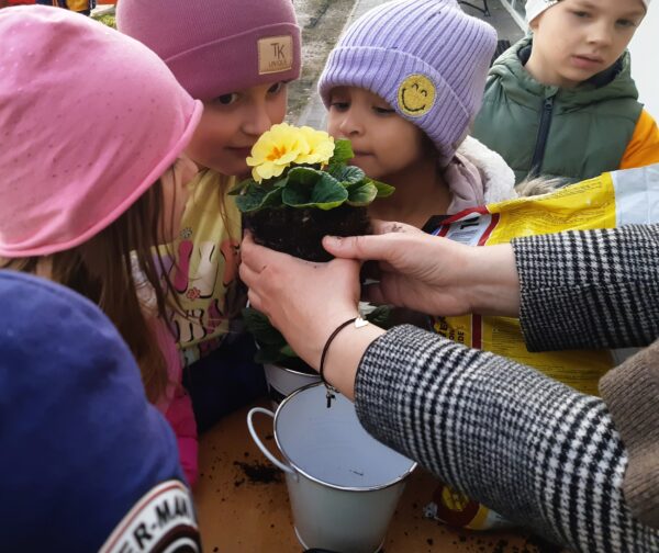 Misie rozpoznają wiosenne odmiany kwiatów.