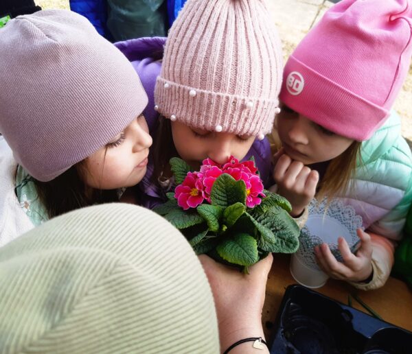 Misie rozpoznają wiosenne odmiany kwiatów.