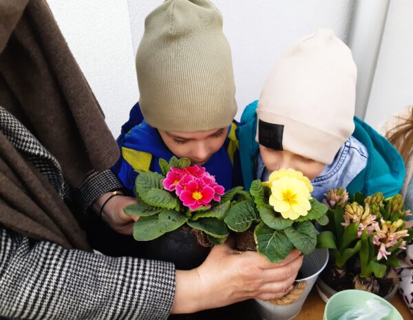 Misie rozpoznają wiosenne odmiany kwiatów.