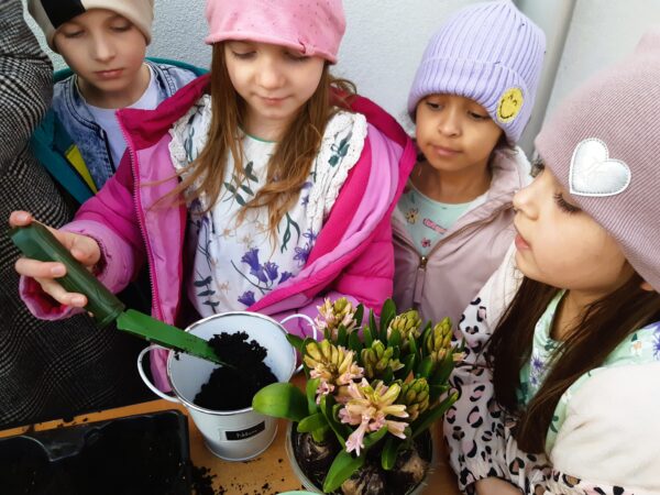 Misie sadzą wiosenne odmiany roślin.