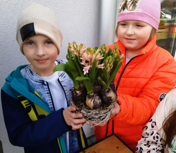 Misie rozpoznają wiosenne odmiany kwiatów.