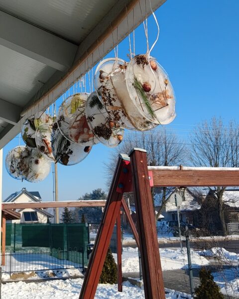 Efekty przyrodniczych eksperymentów.