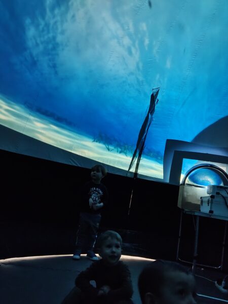 Misie poznają podwodny świat zwierząt podczas seansu filmowego.