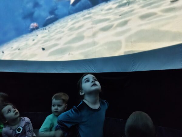 Misie poznają podwodny świat zwierząt podczas seansu filmowego.