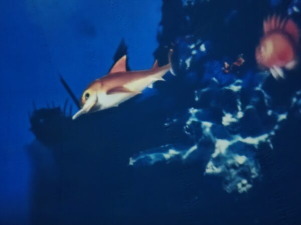 Kadr z filmu "Rafa koralowa".