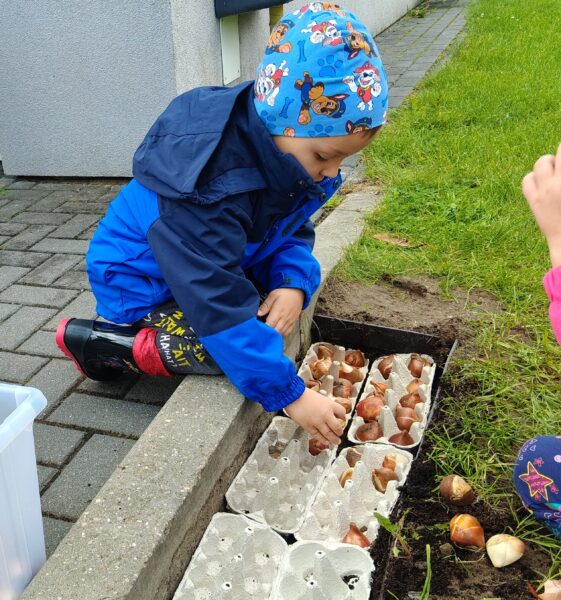 Wojtek sadzi cebulki tulipanów w przedszkolnym ogrodzie.