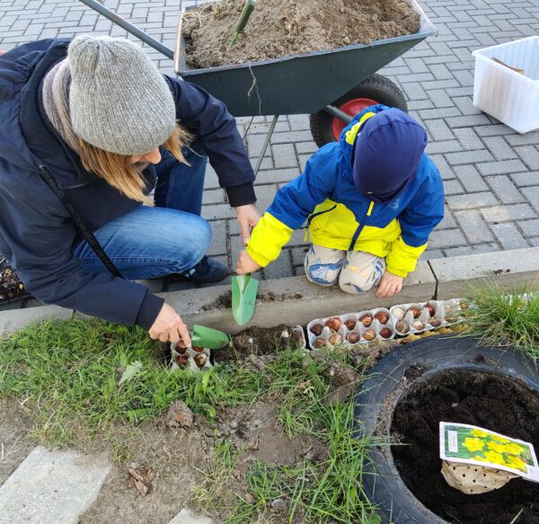 Kubuś sadzi cebulki tulipanów w przedszkolnym ogrodzie.