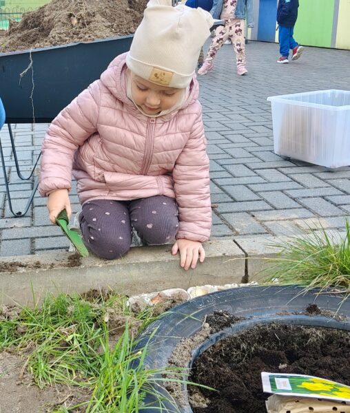 Zosieńka sadzi cebulki tulipanów w przedszkolnym ogrodzie.